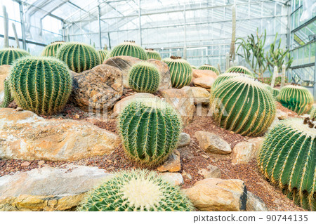 beautiful cactus in garden beautiful cactus in garden 90744135