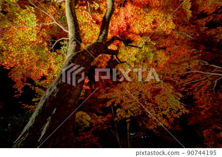 [Shiso City, Hyogo Prefecture] Saijozan Maple Festival-Autumn Leaves 90744195