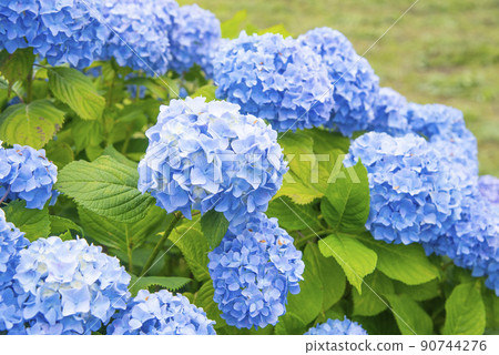 五顏六色的藍色繡球花 90744276