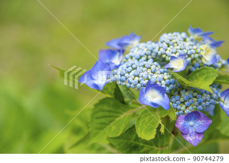 五顏六色的藍色繡球花 90744279