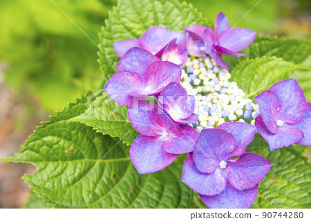 五顏六色的紫色繡球花 90744280