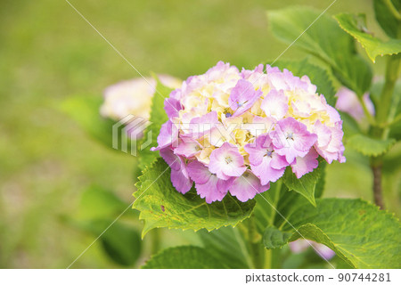 五顏六色的紫色繡球花 五顏六色的紫色繡球花 90744281