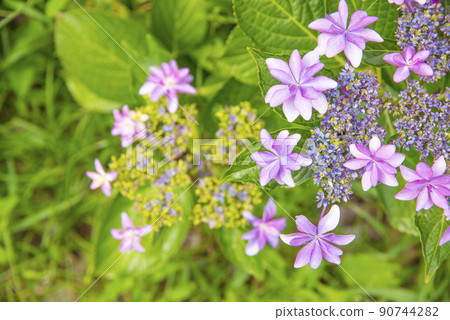 五顏六色的紫色繡球花 90744282