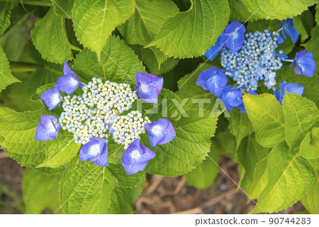 五顏六色的藍色繡球花 90744283