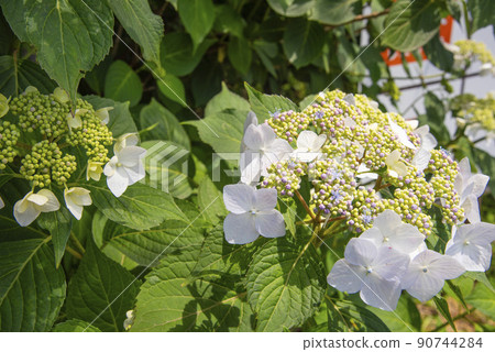 五顏六色的白色繡球花 90744284