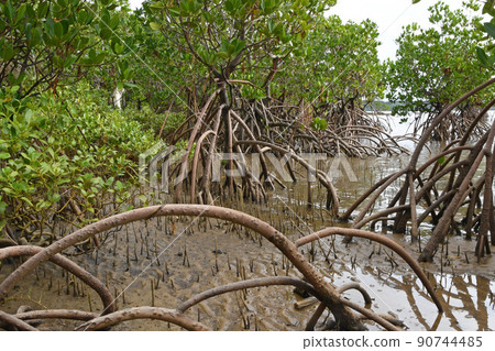 退潮時出現在西表島灘塗上的環根紅樹林的根部奇形怪狀，頗具趣味。 90744485