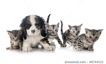 bengal kitten and cavalier king charles 90744522