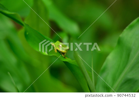 Schlegel frog Schlegel frog 90744532