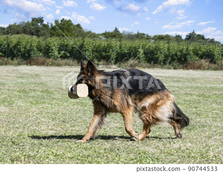 training of german shepherd training of german shepherd 90744533
