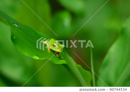 Schlegel frog Schlegel frog 90744534