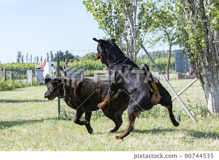 cane corso and rottweiler cane corso and rottweiler 90744535