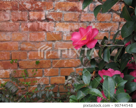 紅磚牆和山茶花 紅磚牆和山茶花 90744548