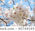 Blue sky and cherry blossoms 90744549