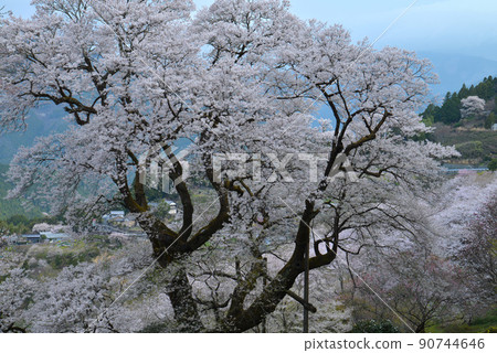 Gourd Cherry Blossoms (Gourd Cherry Blossom Park, Niyodogawa Town, Agawa District, Kochi Prefecture) 90744646