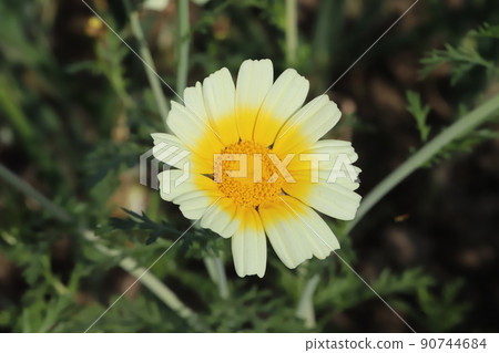 春天日本公園盛開的多色白色和黃色雜色菊花 90744684