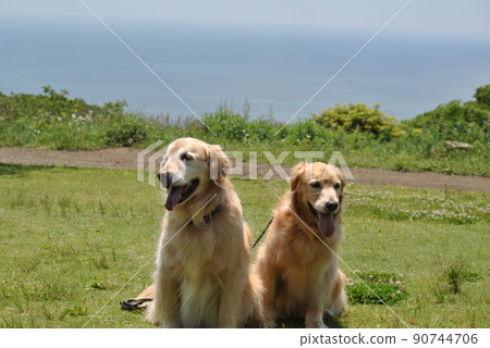 A dog sitting in a park with a good view 90744706
