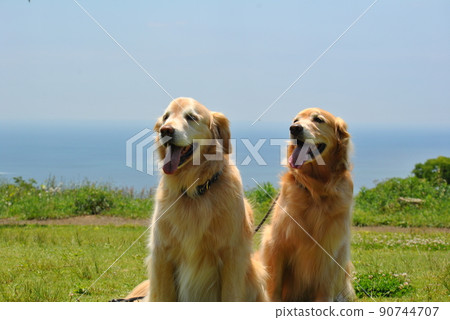 Sea and sky and dog 90744707