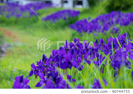 Iryo在公園裡盛開 Iryo在公園裡盛開 90744735