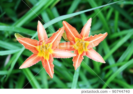 在日本不自然生長的黃花菜（黃花菜） 90744740