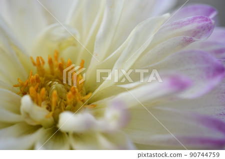 Dahlia pink 90744759