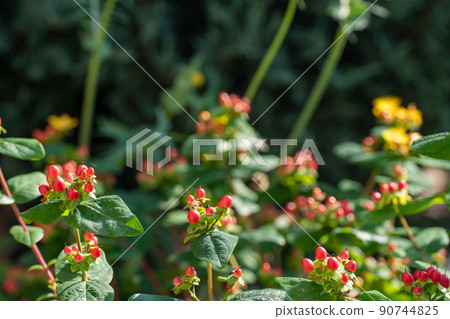 Red ripe nuts Red ripe nuts 90744825