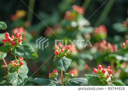 Harmony with green leaves and red buds Harmony with green leaves and red buds 90744826
