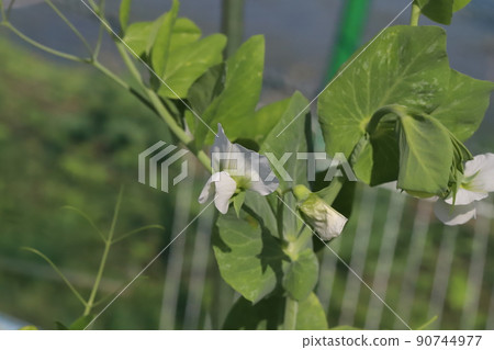 White flowers of peas blooming in Japanese fields in spring 90744977