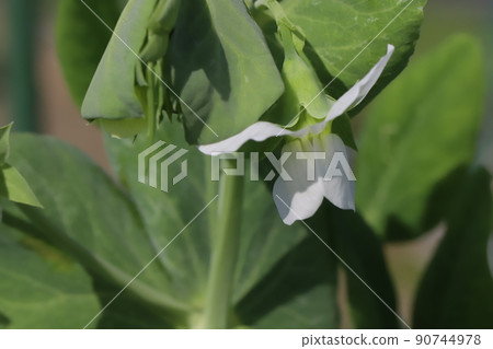 White flowers of peas blooming in Japanese fields in spring 90744978