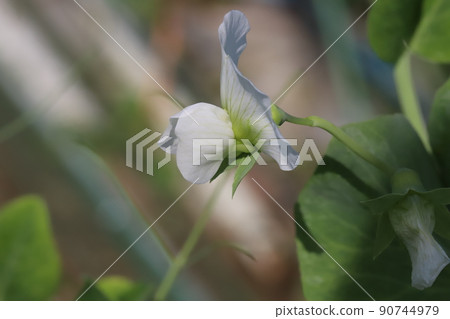 White flowers of peas blooming in Japanese fields in spring 90744979