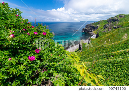 Hamanasu and the blue sea on the Shakotan Peninsula 90745100