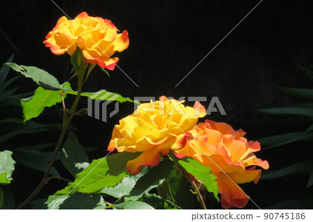 Orange rose Rio Samba Orange rose Rio Samba 90745186