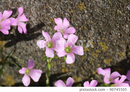Pink wood sorrels blooming in spring Japanese fields 90745505