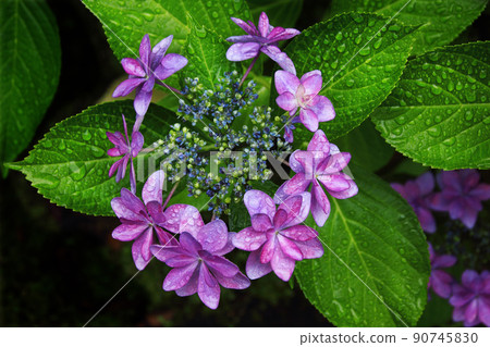 Surrounding the hydrangea flowers, the gaku is like a sparkler while getting wet in the rain. Surrounding the hydrangea flowers, the gaku is like a sparkler while getting wet in the rain. 90745830