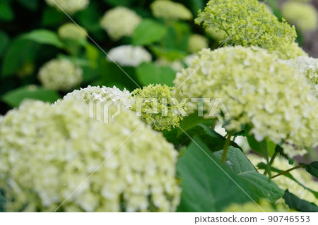 Hydrangea Hydrangea 90746553