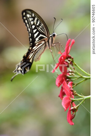 Swallowtail butterfly sucking the nectar of red flowers B Swallowtail butterfly sucking the nectar of red flowers B 90746605