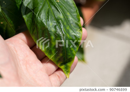 Pepper physiology disorder 90746899