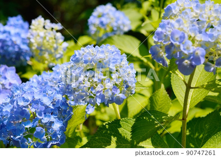 Hydrangea Hydrangea 90747261