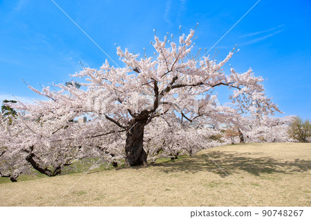 Sakura of old tree Sakura of old tree 90748267