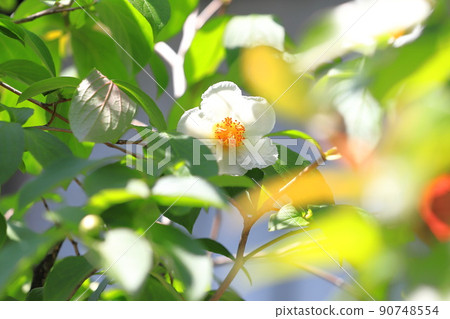 Pretty summer camellia (Japanese stewartia) flower 90748554