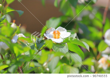 Pretty summer camellia (Japanese stewartia) flower 90748555