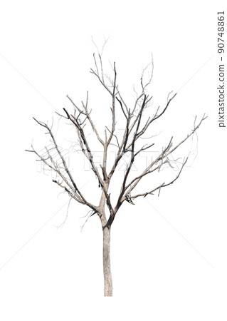 dead trees in thailand isolated on a white background dead trees in thailand isolated on a white background 90748861