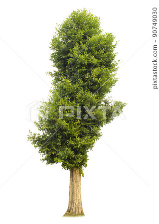Single tree, shrub, isolated on white background. Single tree, shrub, isolated on white background. 90749030