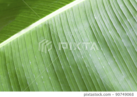 Closeup of green banana leaves. Banana leaf background. Closeup of green banana leaves. Banana leaf background. 90749068
