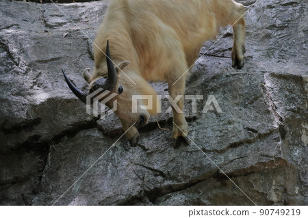 Golden Takin Golden Takin 90749219