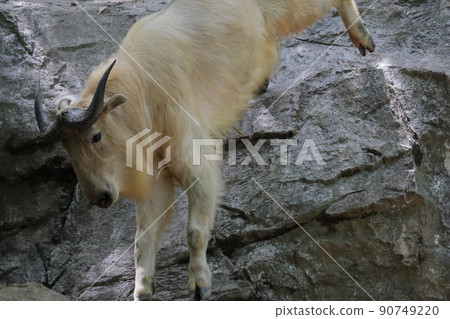 Golden Takin Golden Takin 90749220