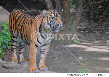 Sumatran tiger Sumatran tiger 90749696