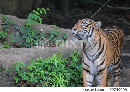 Sumatran tiger Sumatran tiger 90749699