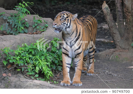 Sumatran tiger Sumatran tiger 90749700