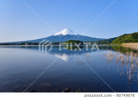 Mt. Fuji in early summer on the shore of Lake Kawaguchi Mt. Fuji in early summer on the shore of Lake Kawaguchi 90749976