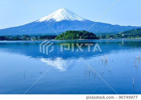 初夏的富士山河口湖畔 初夏的富士山河口湖畔 90749977